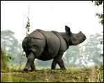 One horned Rhinoceros