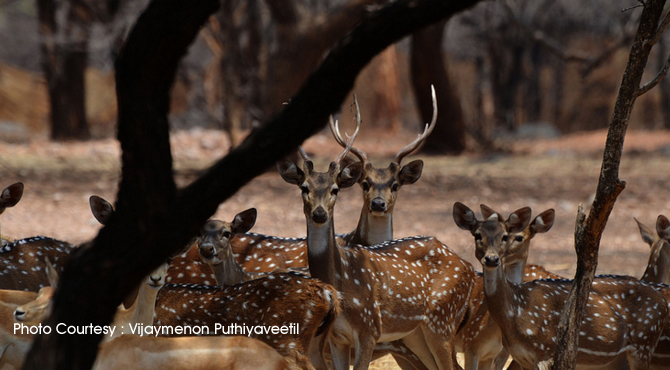 Mahavir Harina Vanasthali National Park, Hyderabad - Andhra Pradesh